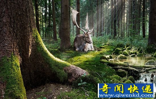 盘点近十年世界灭绝动物 太可惜了!