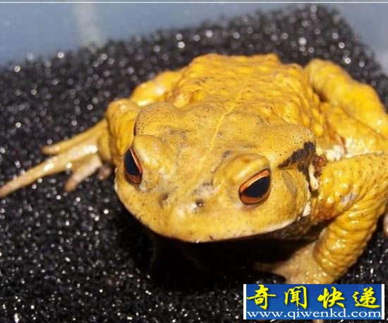 盘点近十年世界灭绝动物 太可惜了!