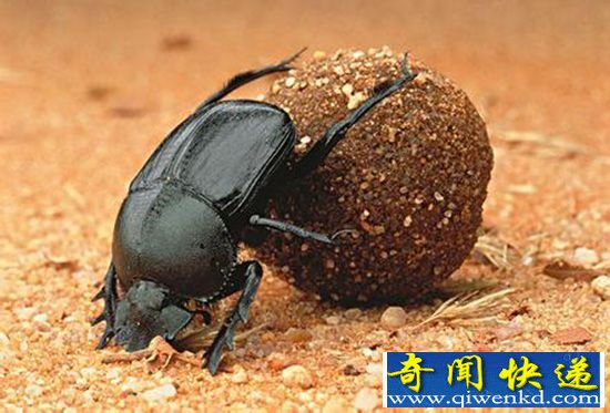 屎壳郎能记忆天体位置导航 或有助于研制无人驾驶汽车
