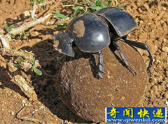 屎壳郎能记忆天体位置导航 或有助于研制无人驾驶汽车