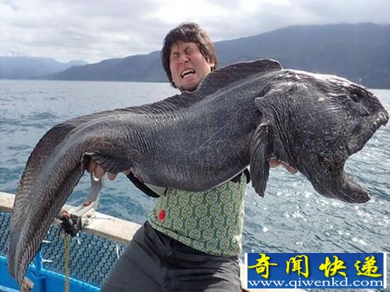 渔民捕怪异深海鱼 盘点世界上那些稀奇古怪的鱼