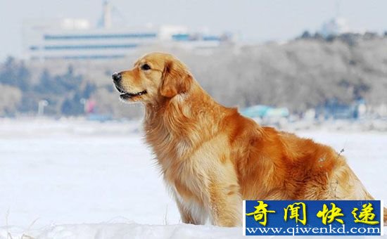 世界上三大无攻击性狗狗品种 哪种最胆小?