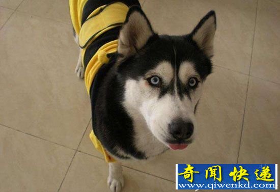 世界上三大无攻击性狗狗品种 哪种最胆小?