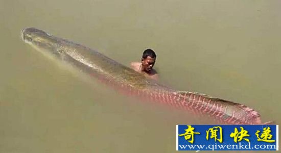 ֳ 涯
