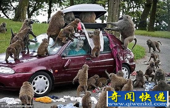 盘点人与动物的奇葩瞬间 它们真不是好惹的!