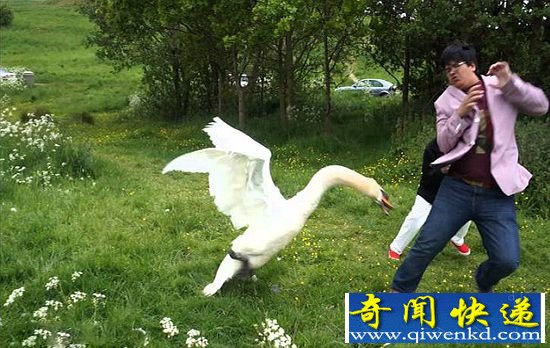 盘点人与动物的奇葩瞬间 它们真不是好惹的!