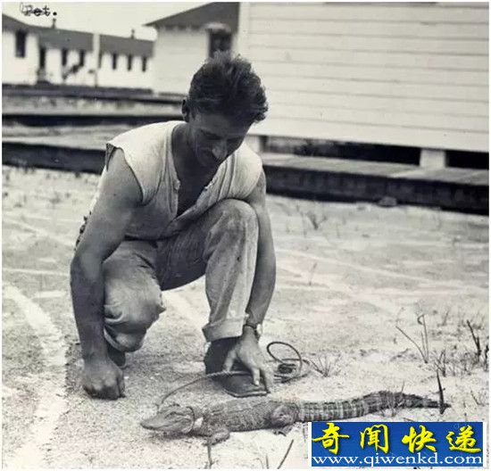一战中那些获得勋章的动物 他们拯救了无数人