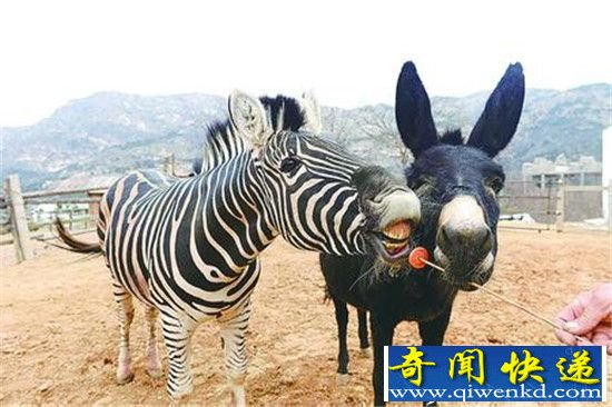 世界十大杂交动物 看完第一个我就忍不住了