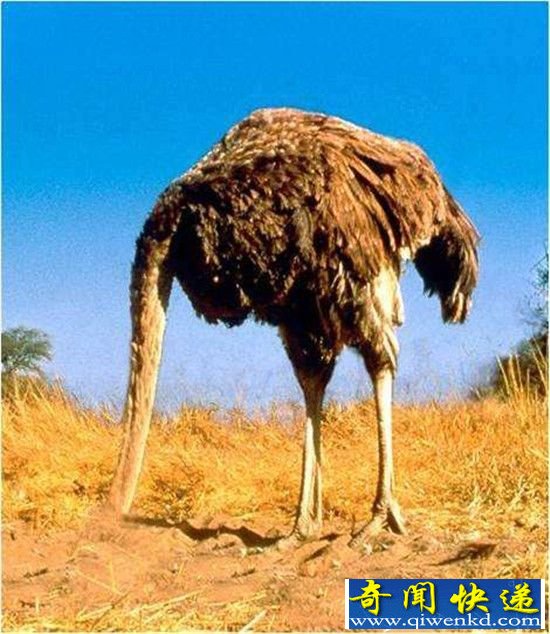 ҪͷɳʨӶ