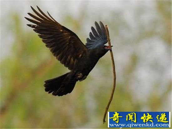 野生乌鸦“智力”惊人 会制造并使用工具