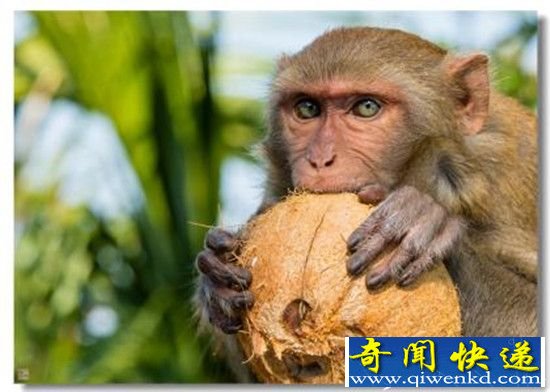 十大动物残忍吃法:90%的人看到第一个就吐了