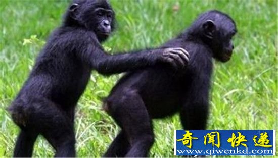 动物性行为大全 交配一次24小时竟是它?