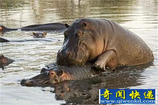 动物性行为大全 交配一次24小时竟是它?