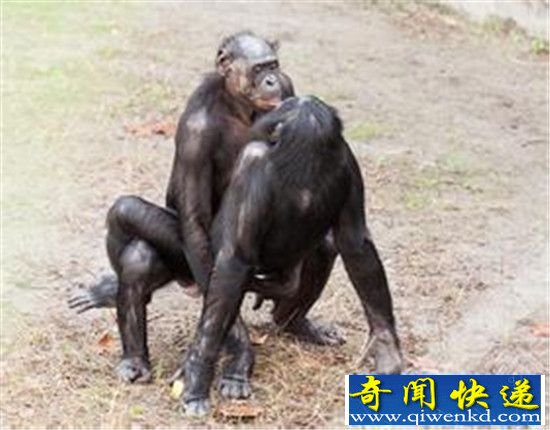 倭黑猩猩动物社交界楷模 疯狂动物性行为!