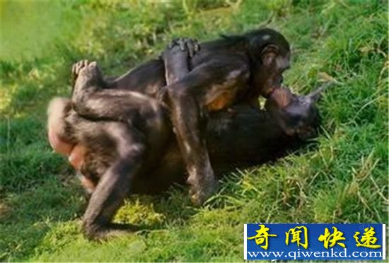倭黑猩猩动物社交界楷模 疯狂动物性行为!