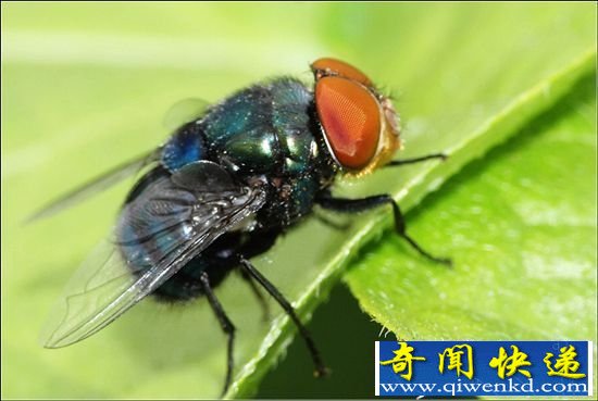 苍蝇如何变蜜蜂 来自苍蝇的逆袭