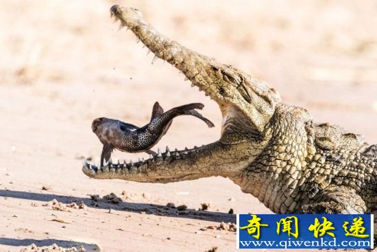 鳄鱼的进食过程全记录 小鱼瞬间进肚
