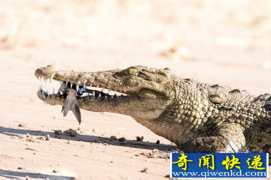 鳄鱼的进食过程全记录 小鱼瞬间进肚
