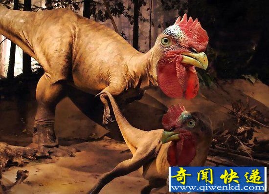 恐龙小鸡的培育 恐龙能否重现?