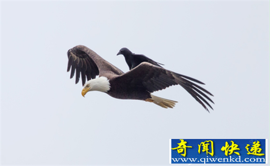 动物界诡异行为盘点 有些动物总爱搭“便车”