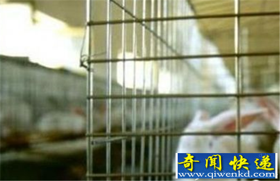 动物界人兽杂交试验盘点 兔子和人杂交出来的是它