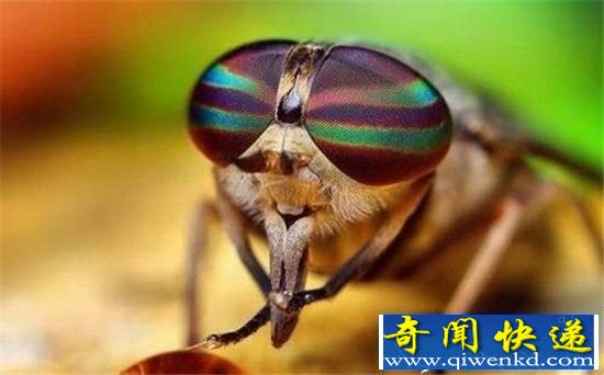 全球最致命动物杀手 苍蝇竟是第一名?