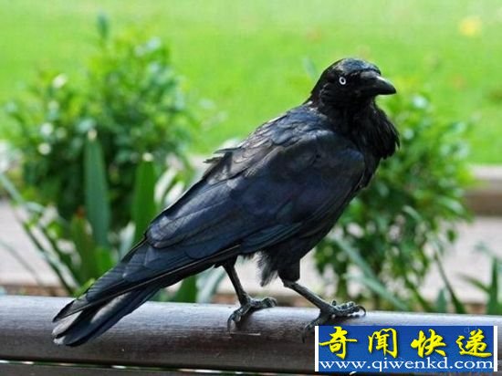 世界上最聪明的动物 猪榜上有名