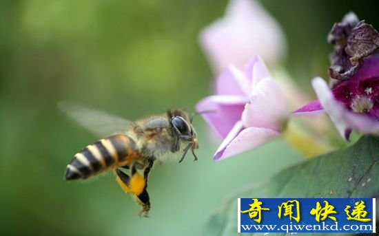 蜜蜂的采粉量 与花粉味道存在关联