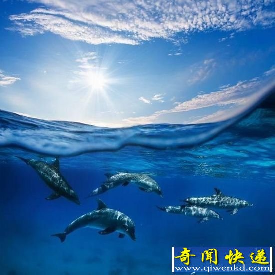 世界上最聪明的动物 猪榜上有名