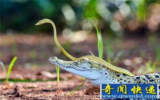 蛇和鳄鱼不止可以相杀 还可以相亲相爱
