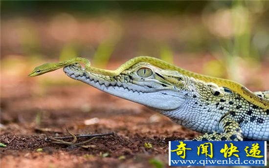 蛇和鳄鱼不止可以相杀 还可以相亲相爱