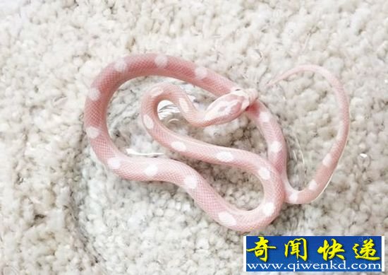 蛇为什么没有腿 千万年前化石揭秘