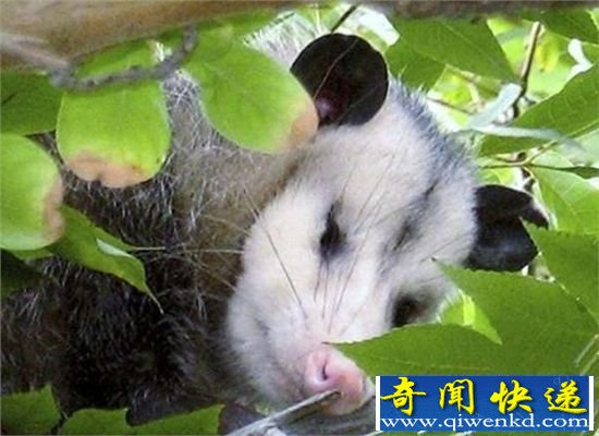 不明生物一掌拍下 手掌莫名遭殃