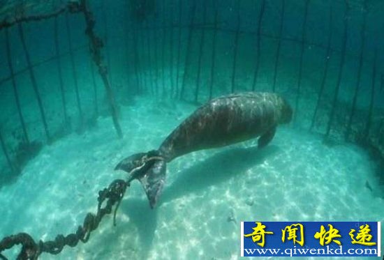 海底世界被锁住的海牛 买卖所带来的伤害