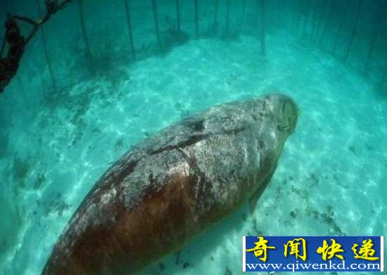 海底世界被锁住的海牛 买卖所带来的伤害