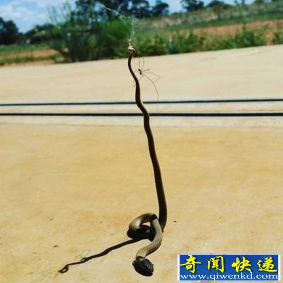 小蜘蛛大战棕蛇 蛇完败进蜘蛛肚