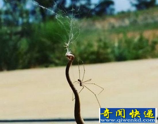 小蜘蛛大战棕蛇 蛇完败进蜘蛛肚