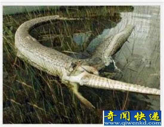 世界上最大蛇 亚马逊森蚺大战凯门鳄震惊世界!