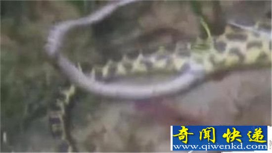 实拍巨蟒河中分娩场面血腥恐怖 竟诞生60条小蛇