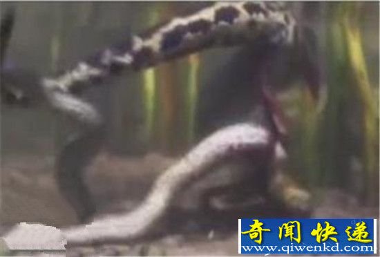 实拍巨蟒河中分娩场面血腥恐怖 竟诞生60条小蛇