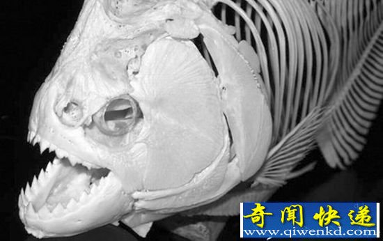超级食人鱼咬力不输霸王龙 霸气测漏