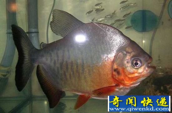 超级食人鱼咬力不输霸王龙 霸气测漏