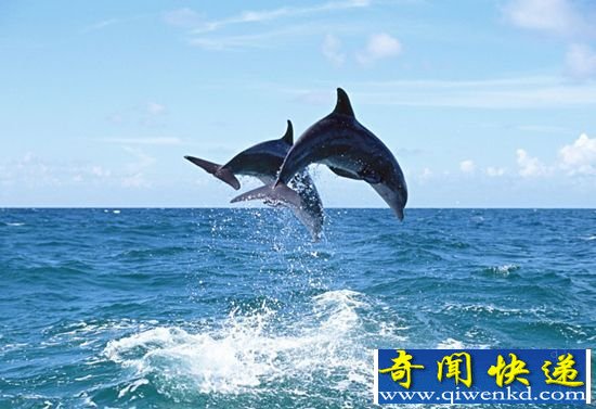 揭秘鲸目动物进化史 破解海豚基因密码