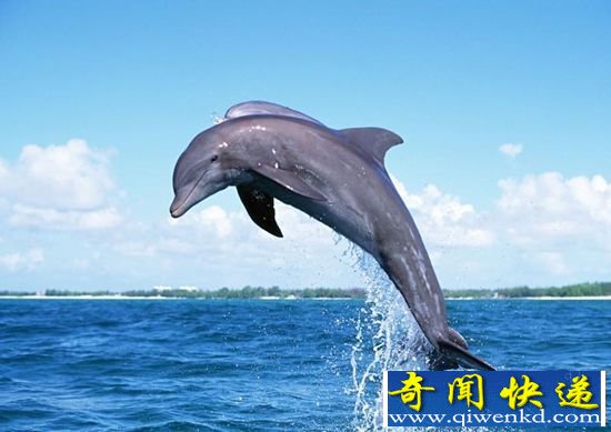 揭秘鲸目动物进化史 破解海豚基因密码