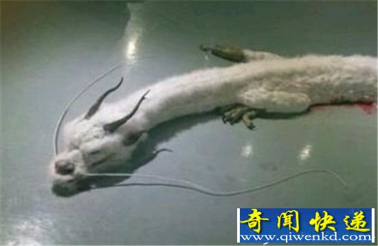 世界上仅存的三条蛟龙之一被杀 震惊世界!
