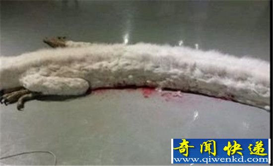 世界上仅存的三条蛟龙之一被杀 震惊世界!