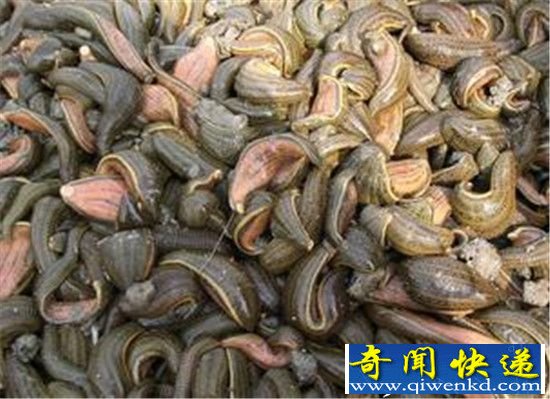 世界上最奇葩的动物 水蛭俨然外星产物!