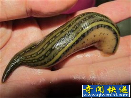 世界上最奇葩的动物 水蛭俨然外星产物!