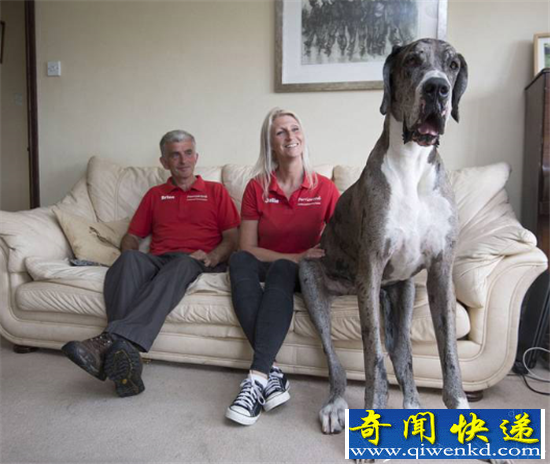 世界上最大的狗竟然是它 英国大丹犬高2.1米