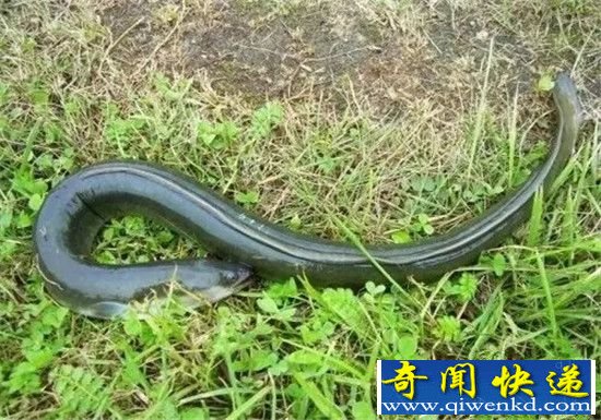 世界上最怪异的动物 乌贼竟有大脑消化?